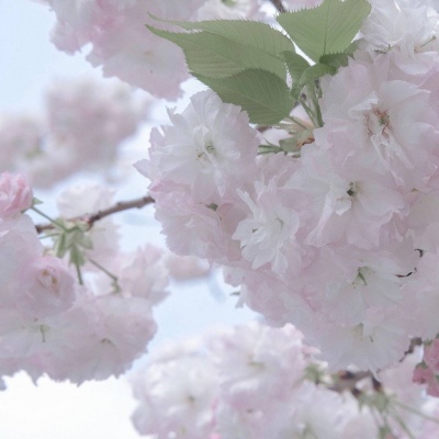 宽甸福瑞交流群